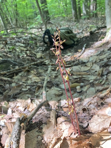 Corallorhiza odontorhiza — whole plant photograph