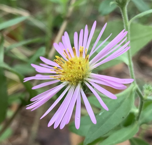Ampelaster carolinianus — flower photograph