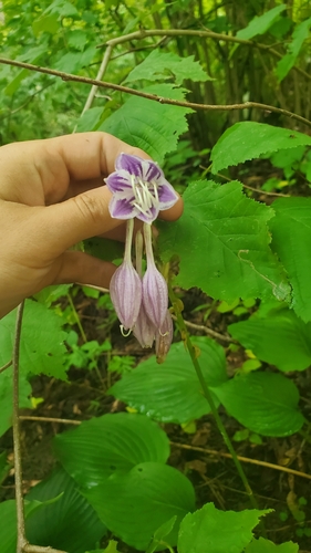 Hosta ventricosa — flower photograph