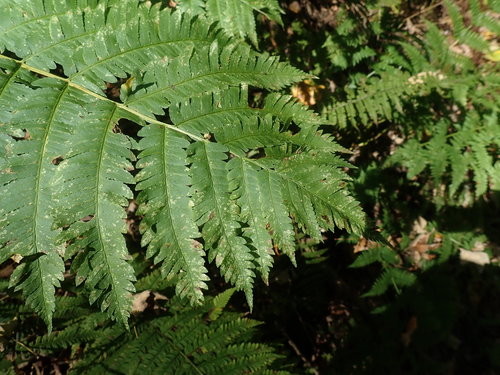 Dryopteris goldieana — foliage photograph