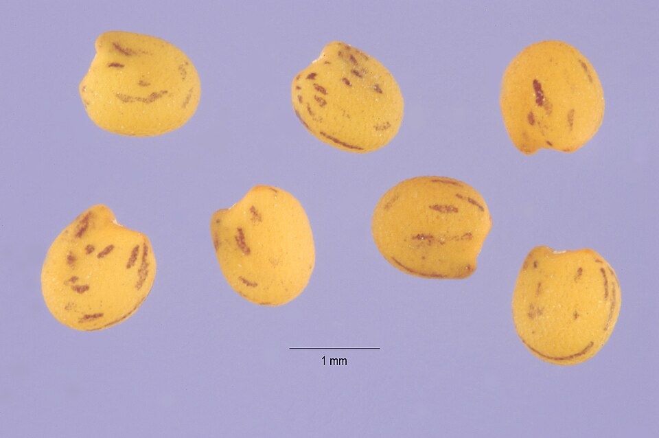 Trifolium reflexum — fruit photograph