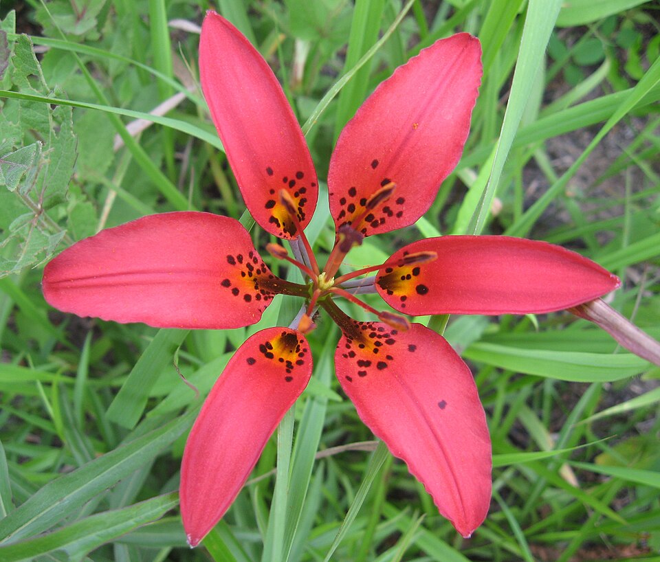 Lilium philadelphicum — bloom photograph