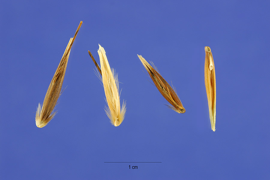 Avena fatua — seed photograph