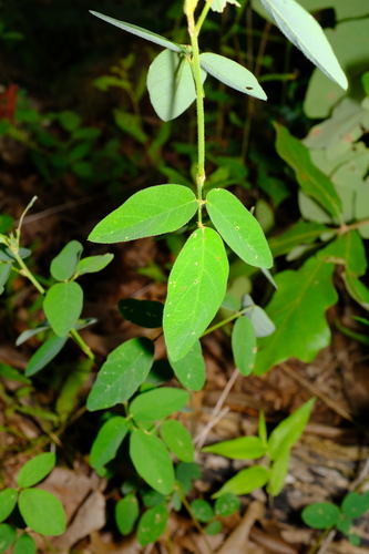 Desmodium obtusum photograph