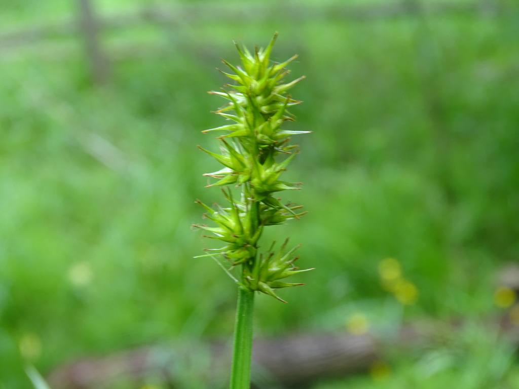 Carex laevivaginata — fruit photograph
