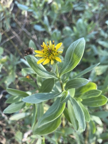 Borrichia frutescens — flower photograph