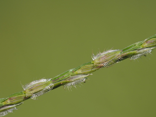 Digitaria bicornis — flower photograph