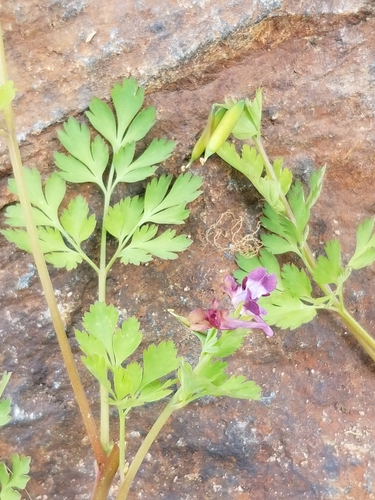 Corydalis incisa — flower photograph