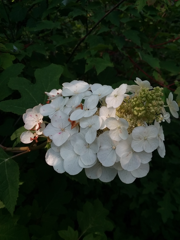 Hydrangea quercifolia — bloom photograph
