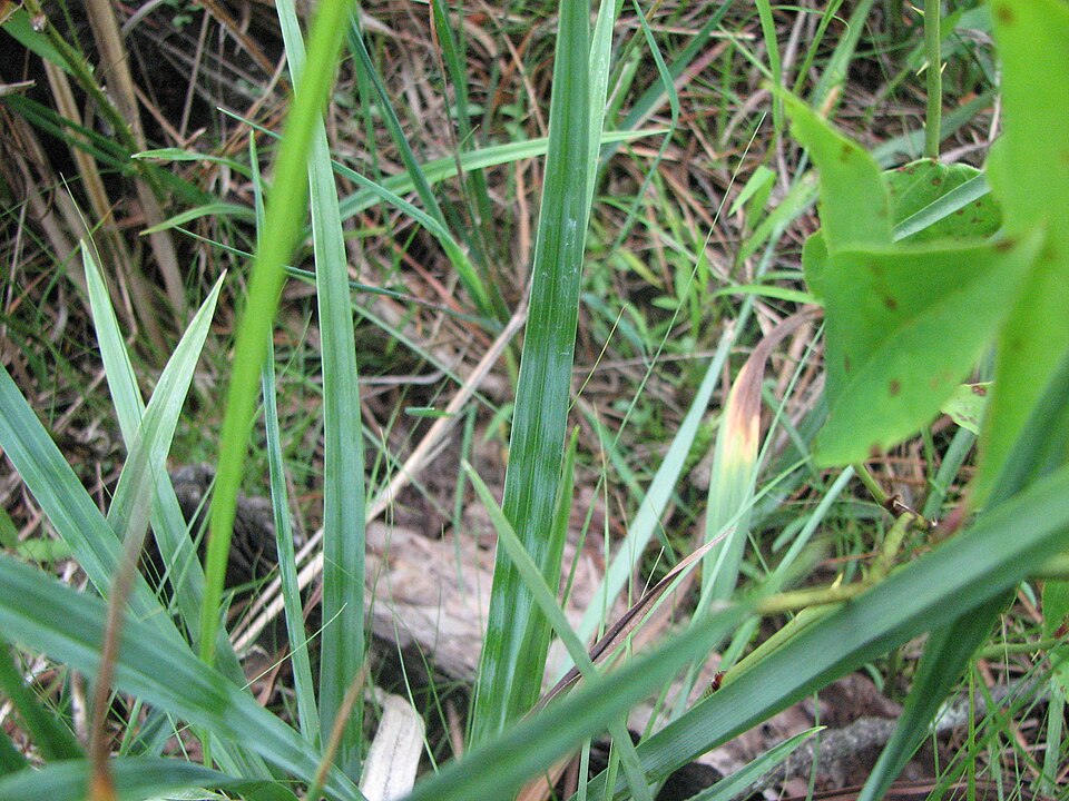 Carex glaucodea — foliage photograph