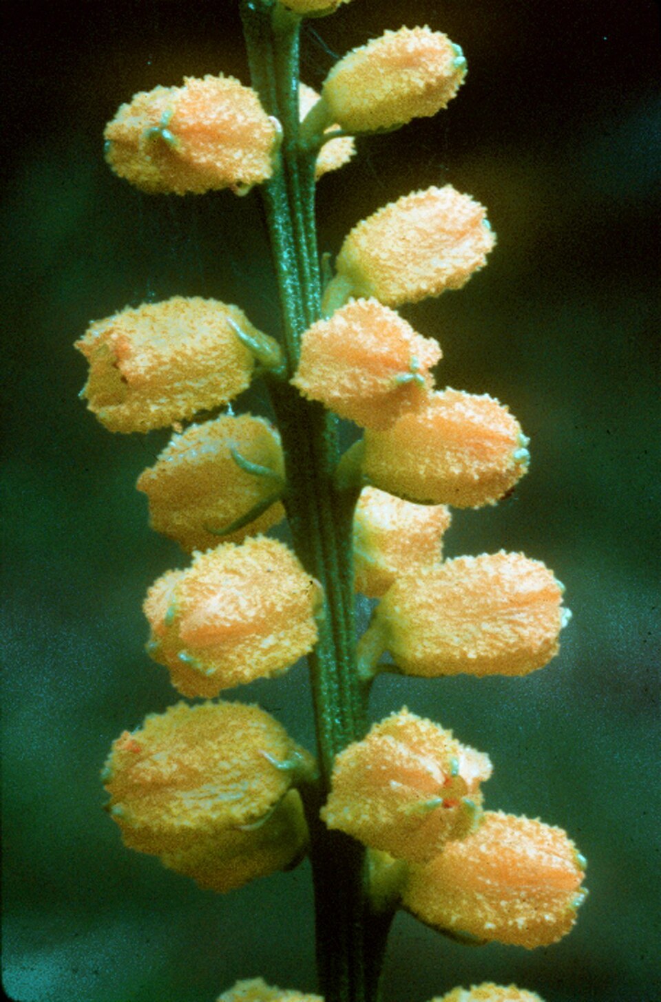 Aletris aurea — bloom photograph