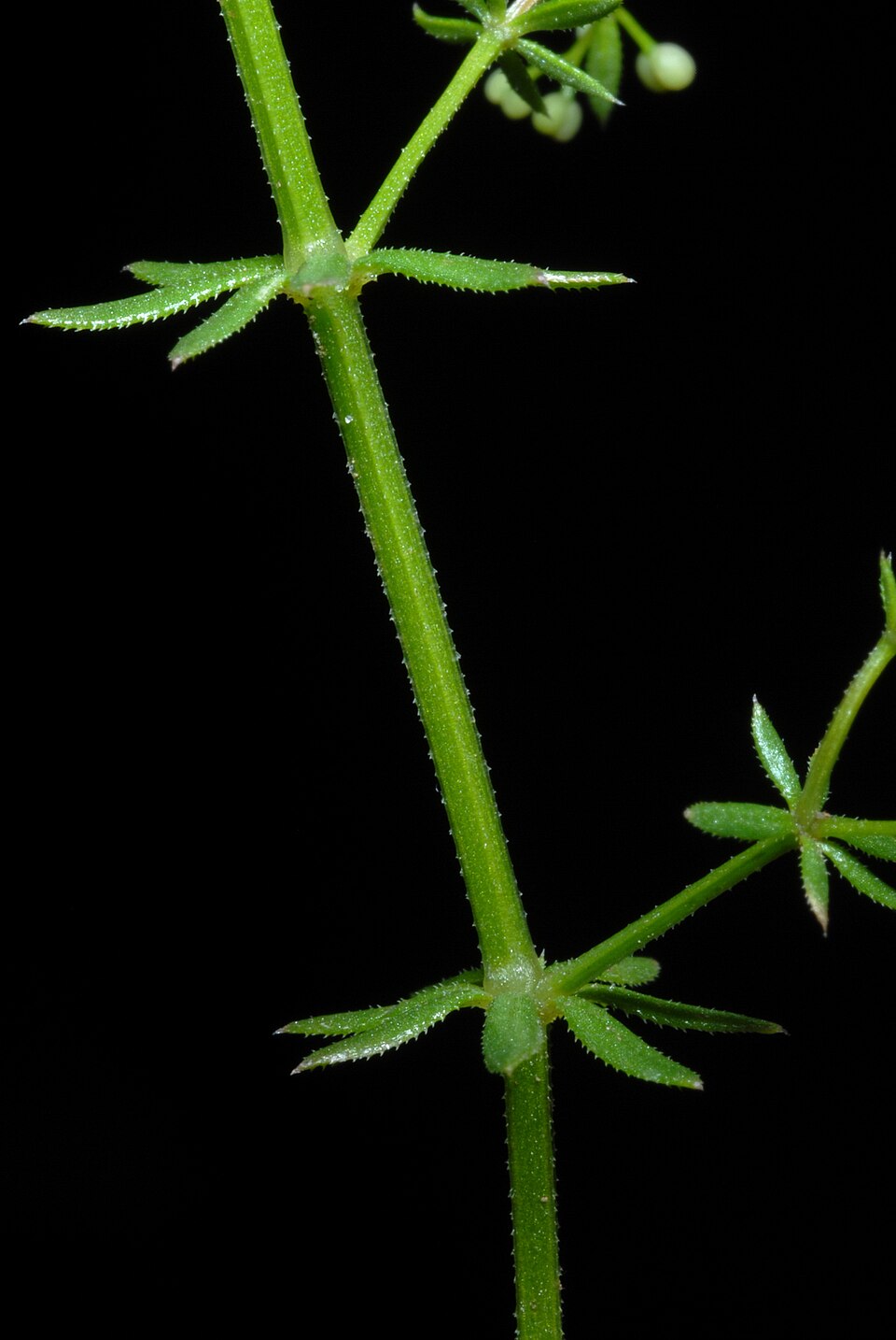Galium anglicum — stem photograph