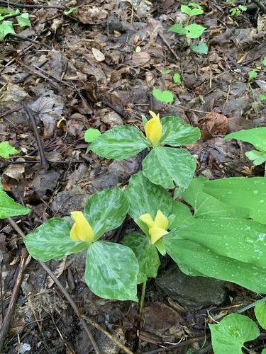 Trillium luteum — whole plant photograph