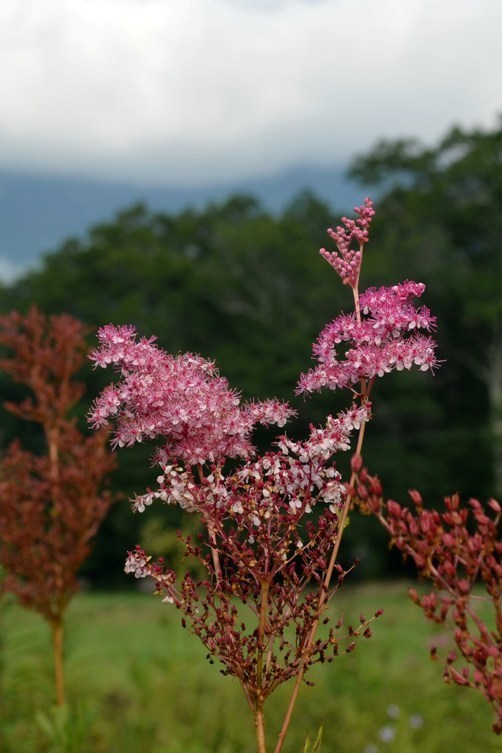 Filipendula rubra — bloom photograph