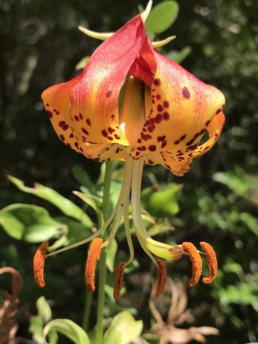 Lilium michauxii — flower photograph