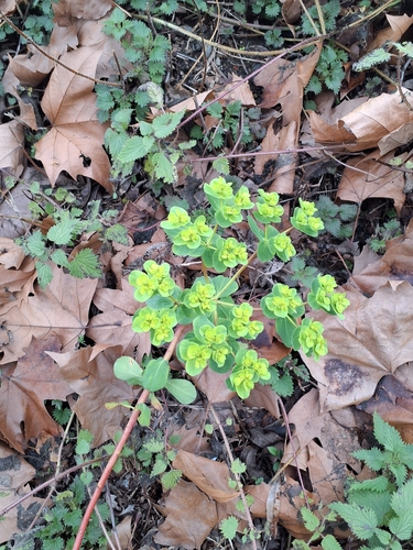 Euphorbia helioscopia — flower photograph