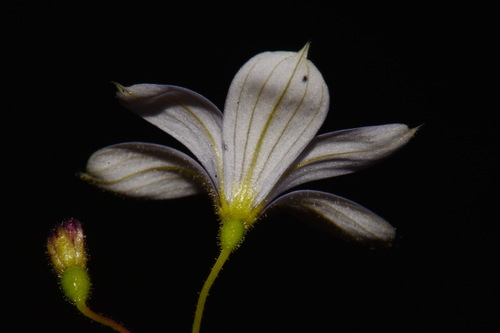 Sisyrinchium nashii — flower photograph