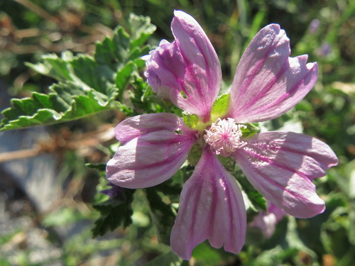 Malva sylvestris — flower photograph