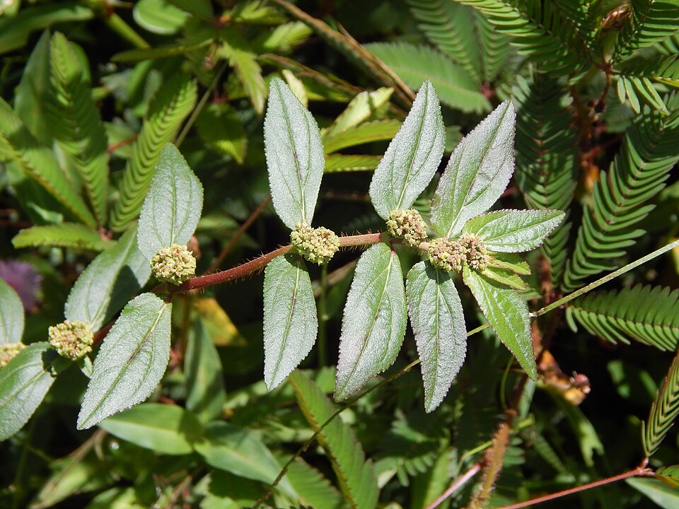 Euphorbia hirta — fruit photograph