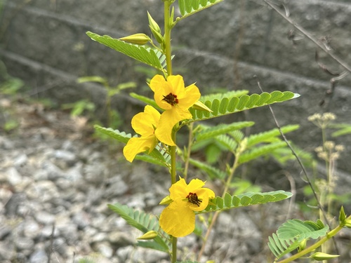Chamaecrista fasciculata var. fasciculata photograph