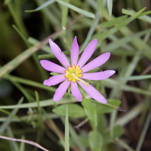 Sabatia dodecandra — flower photograph