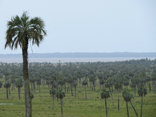 Butia odorata — whole plant photograph