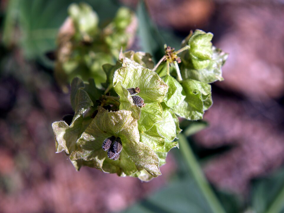 Mirabilis nyctaginea — fruit photograph