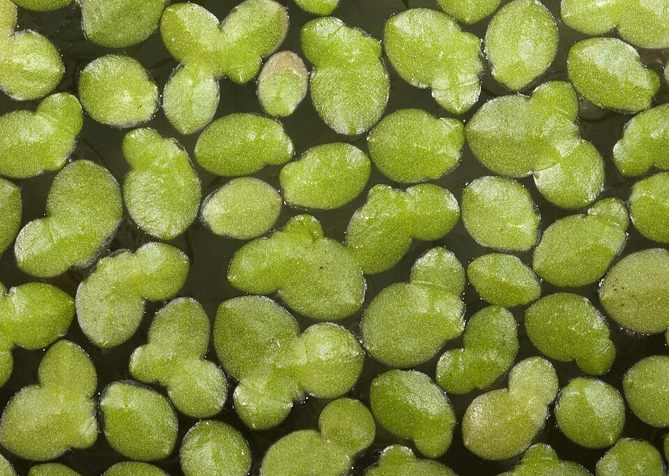 Lemna aequinoctialis — whole photograph