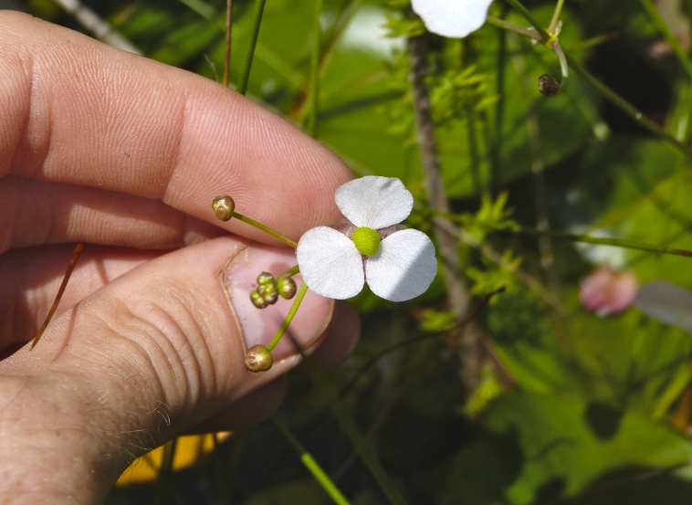 Sagittaria isoetiformis — bloom photograph