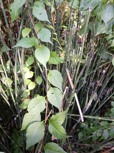 Celastrus orbiculatus — foliage photograph