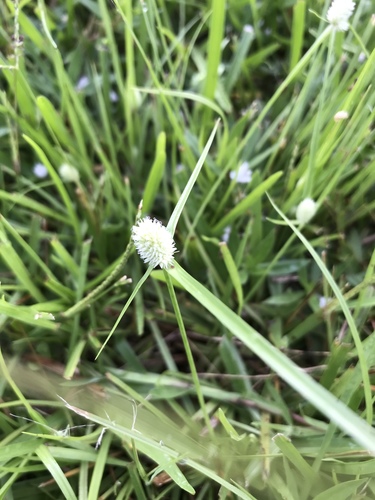 Cyperus sesquiflorus — fruit photograph