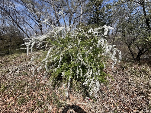Spiraea thunbergii — whole plant photograph