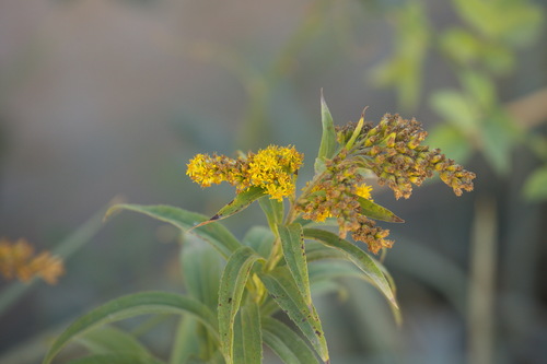 Solidago gigantea — bloom photograph