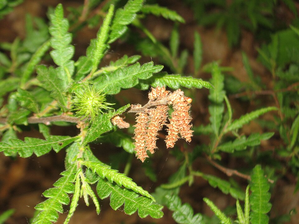 Comptonia peregrina — bloom photograph