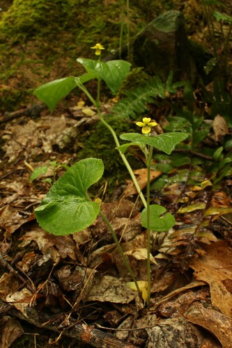Viola pubescens — whole plant photograph
