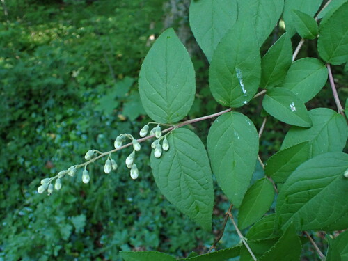 Deutzia scabra — flower photograph