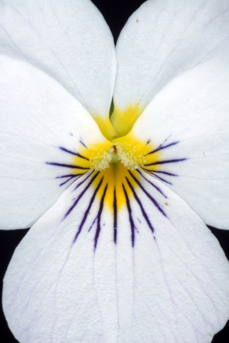 Viola canadensis — flower photograph