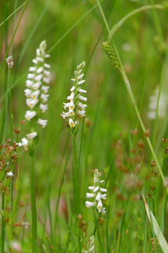 Spiranthes lucida — flower photograph