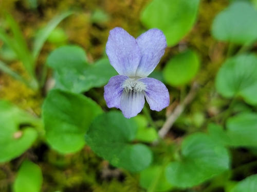 Viola walteri photograph
