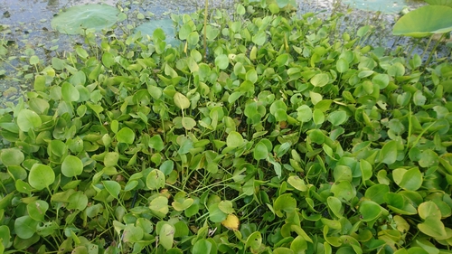 Limnobium spongia — whole plant photograph