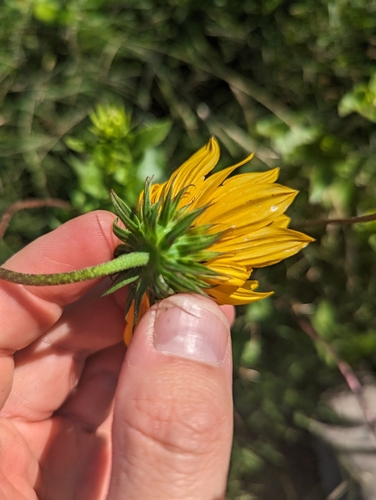 Helianthus debilis — flower photograph