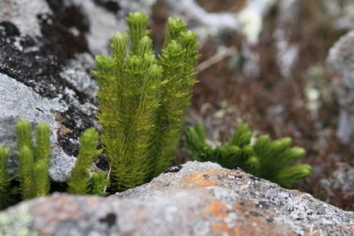 Huperzia appressa — whole plant photograph