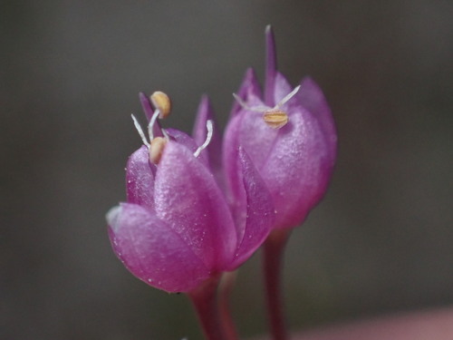 Allium cernuum — flower photograph