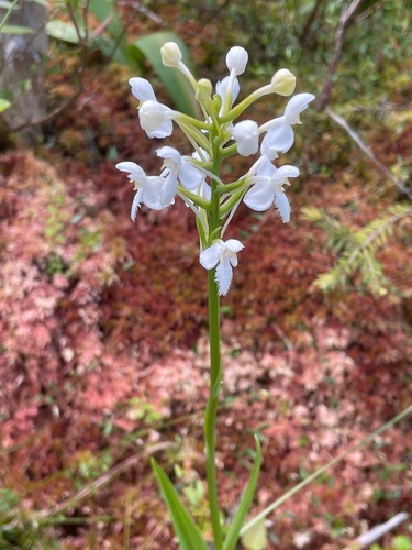 Platanthera blephariglottis — flower photograph