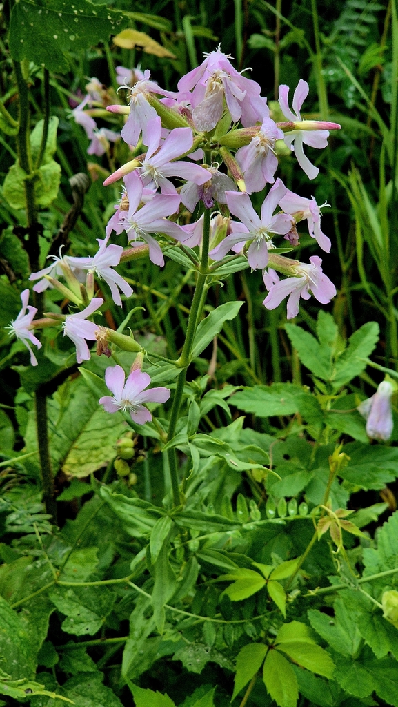 Saponaria officinalis — bloom photograph