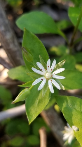Stellaria corei — flower photograph