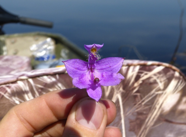 Calopogon tuberosus — bloom photograph