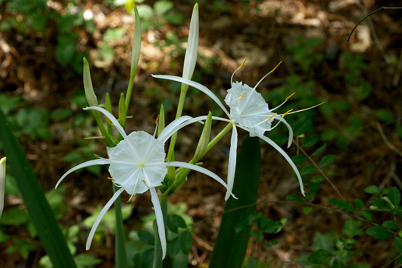 Hymenocallis occidentalis — bloom photograph