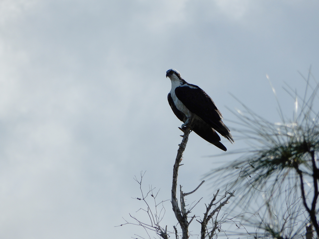 Male Osprey, whole bird