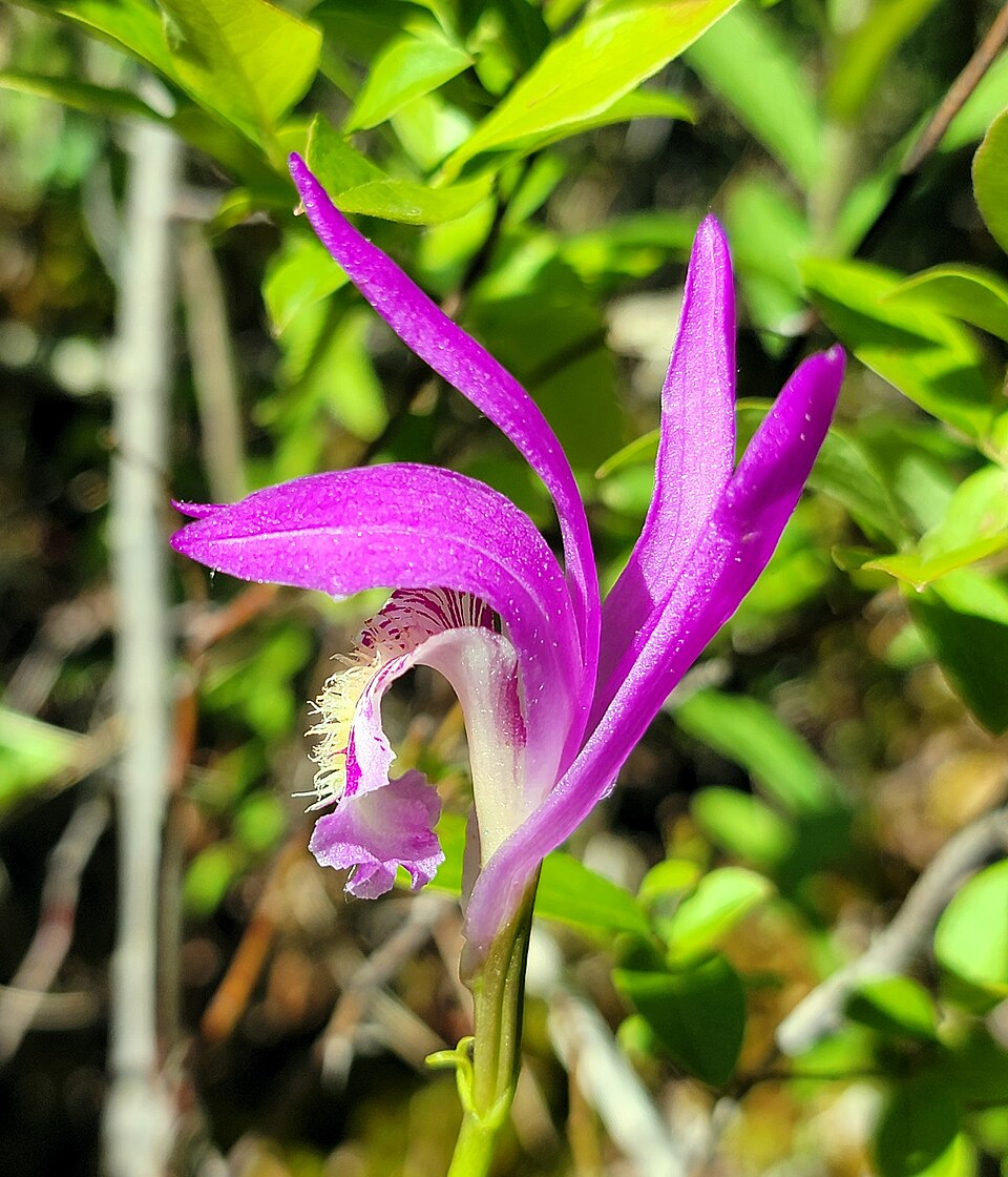 Arethusa bulbosa — bloom photograph
